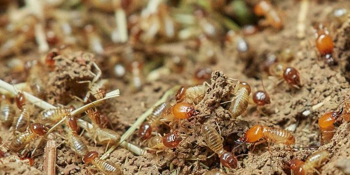 How Much People Can Roughly Expect To Pay When Needing Termite Pest Control For Their Home
