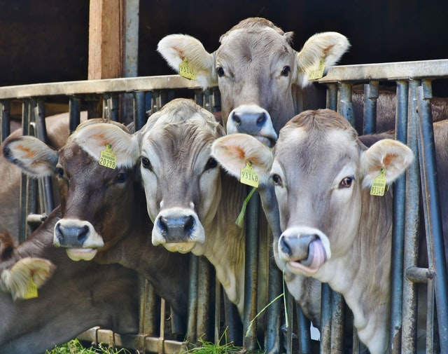 Take the Bull out of Cattle Yard purchasing-