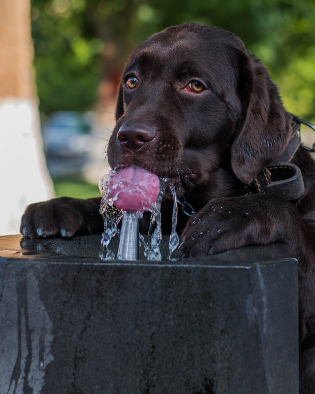 Why Buying A Pet Water Fountain Saves You Time & Money