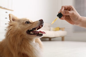 7-Tips-for-Choosing-the-Best-Hemp-Seed-Oil-for-Dogs